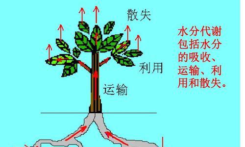 吸管花盆施肥方法有哪些？怎样确保植物吸收良好？