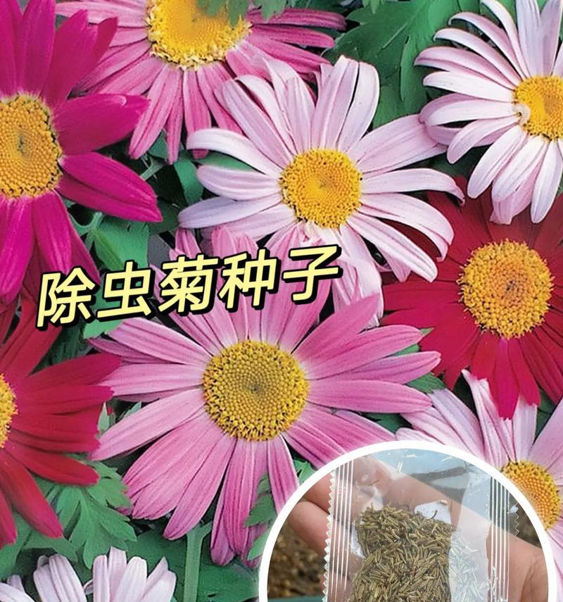 北方防蚊花草种子有哪些选择？这些品种的特性是什么？