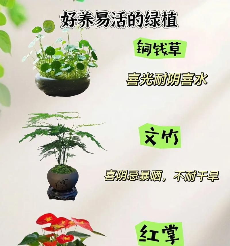 哪些花草植物不怕晒？它们的生长习性如何？