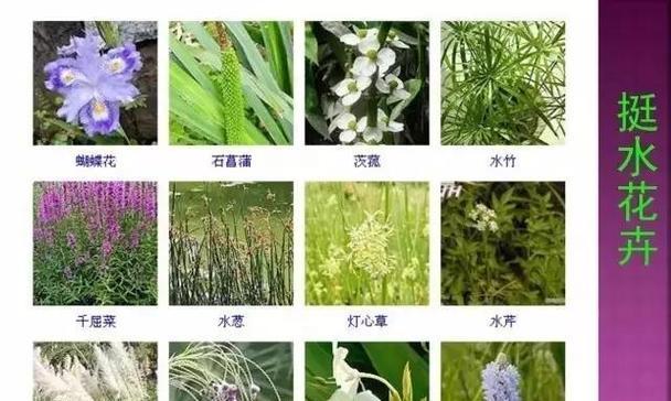 哪些花草植物不怕晒？它们的生长习性如何？