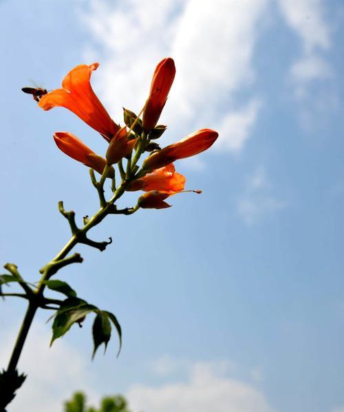 凌霄花的花语是什么？如何用凌霄花表达爱意？