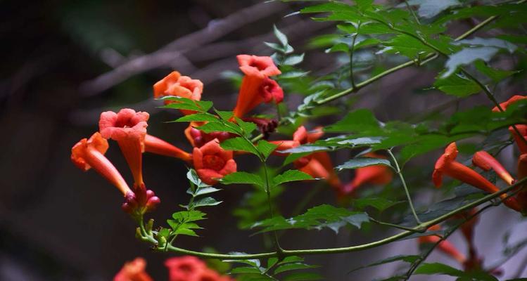 凌霄花的寓意象征是什么？如何正确理解凌霄花的含义？