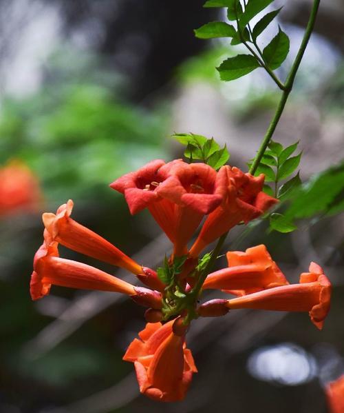 凌霄花花语象征什么？寓意有哪些常见问题？