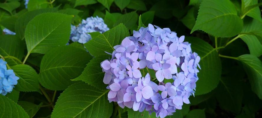 流苏花的花语是什么？如何正确解读流苏花的含义？