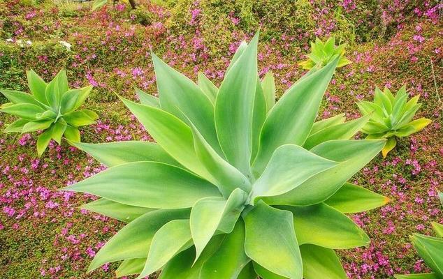 龙舌兰花的寓意是什么？如何正确解读其象征意义？