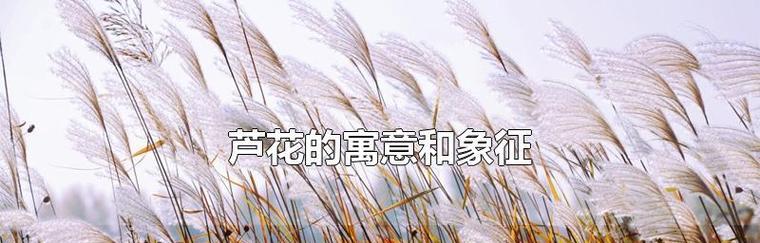 芦苇的花语是什么？芦苇有哪些用途？