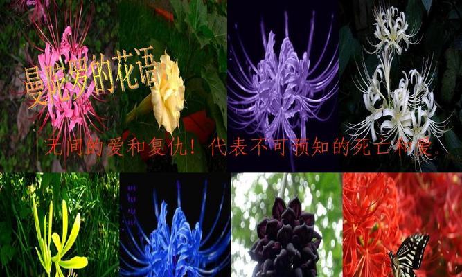 曼陀罗花花语是什么？曼陀罗花传说有哪些？