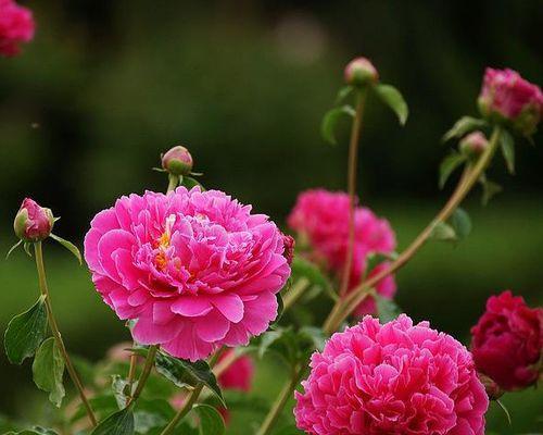 芍药花花语象征着什么意思？如何解读芍药花的深层含义？