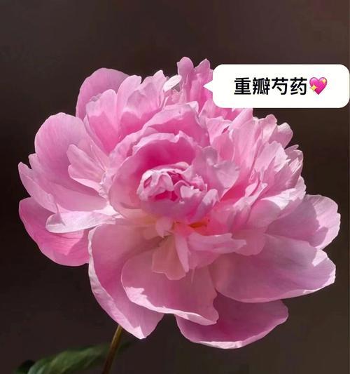 芍药花语是什么意思？它的寓意有哪些？