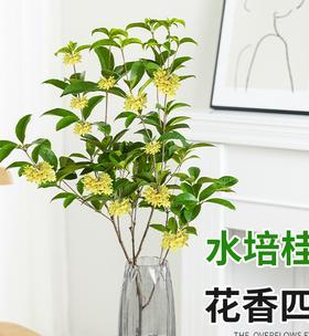 桂花水培可行吗？水培养殖方法及注意事项是什么？