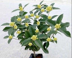 室内种植桂花可行吗？需要注意哪些事项？