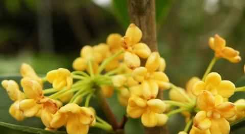 桂花什么时候开花？如何确定其开花时间？