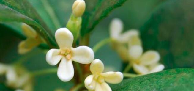 桂花种子能吃吗？食用桂花种子的安全性和方法是什么？