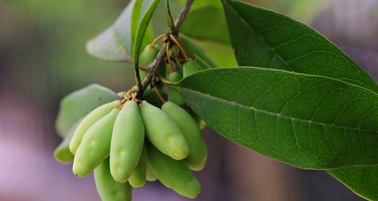 桂花籽可以种吗？如何正确种植桂花籽？