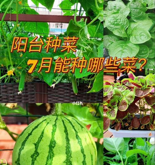 2月适合种什么菜？有哪些蔬菜种植技巧？