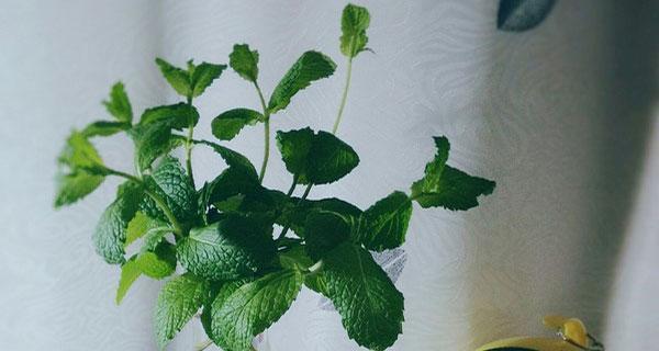 薄荷插枝能活吗？如何正确进行薄荷插枝？