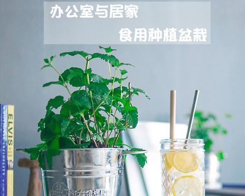 薄荷可以浇可乐吗？这种做法对植物有影响吗？