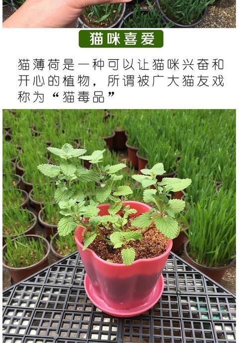 薄荷配土方法是什么？种植土壤如何选择？