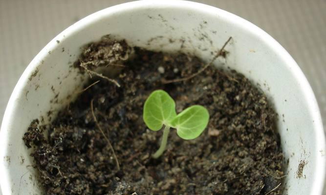 薄荷配土方法是什么？种植土壤如何选择？