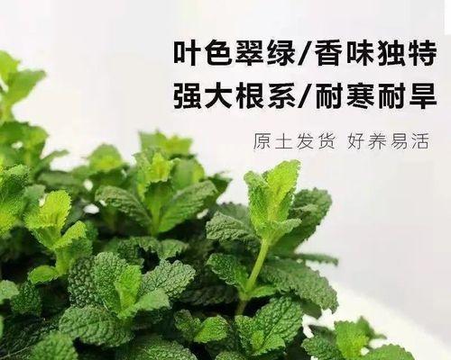 薄荷盆栽修剪方法是什么？如何正确修剪薄荷盆栽？