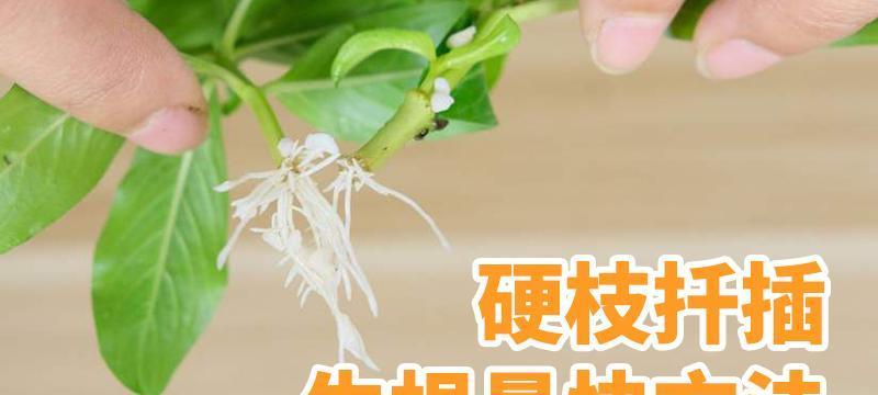 薄荷扦插生根最快方法是什么？如何提高薄荷扦插的成功率？