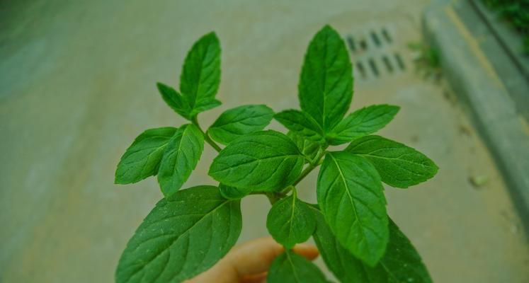 薄荷是多年生植物吗？薄荷的生长周期和特点是什么？