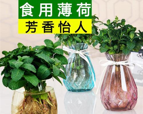 薄荷水培养殖方法是什么？如何正确进行薄荷水培？