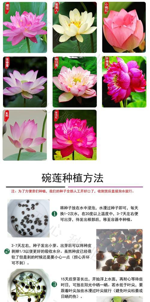 宝莲灯花有种子吗？如何正确种植和繁殖宝莲灯花？