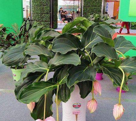 宝莲灯是多年生植物吗？如何正确养护宝莲灯？