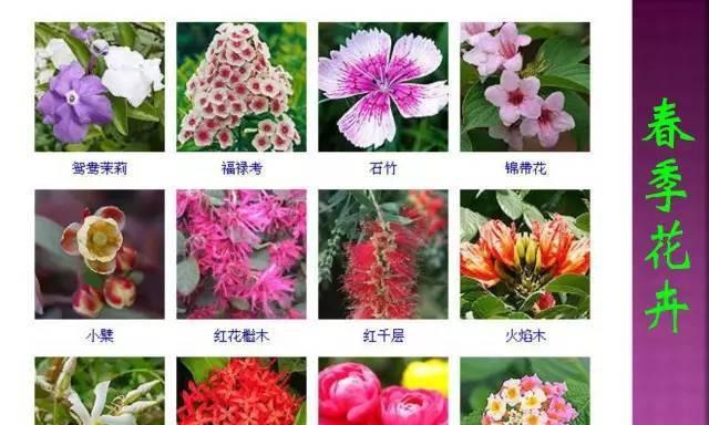 报春花浇水频率如何根据季节调整？春夏秋冬浇水有何不同？