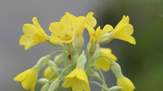 报春花是多年生植物吗？如何正确养护报春花？