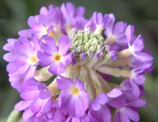 报春花是多年生植物吗？如何正确养护报春花？