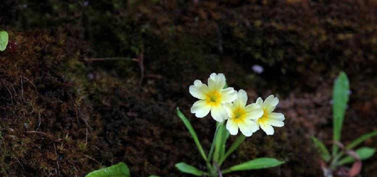 报春花种子发芽需要多长时间？如何加速发芽过程？