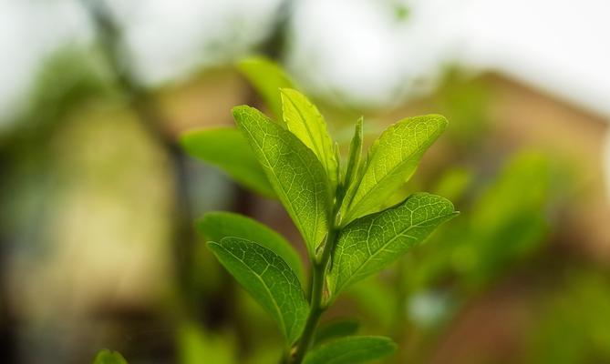 北方枣树发芽长叶的时间是什么时候？春季管理要点有哪些？