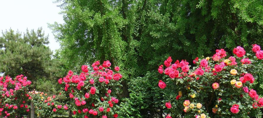 北京的市花是什么花？市花的由来和意义是什么？