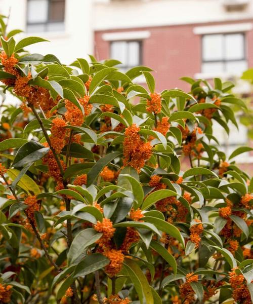 北京可以种桂花树吗？桂花树在北京的种植条件是什么？