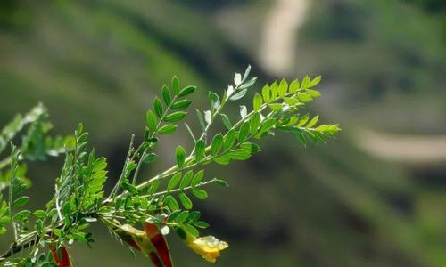 北面适合种什么植物？如何选择适合北面的植物种类？