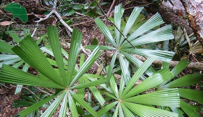 贝叶是什么植物？贝叶植物的用途和特点是什么？