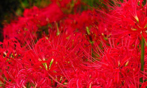 彼岸花喜不喜欢阳光？种植彼岸花时阳光需求解析？