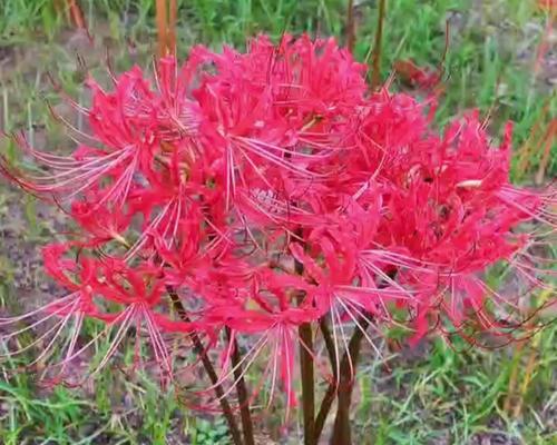 彼岸花生长在哪里？彼岸花的自然栖息地是什么？