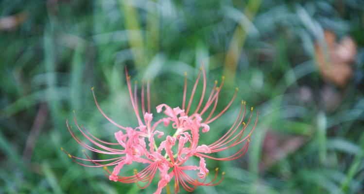 彼岸花生长在哪里？彼岸花的自然栖息地是什么？