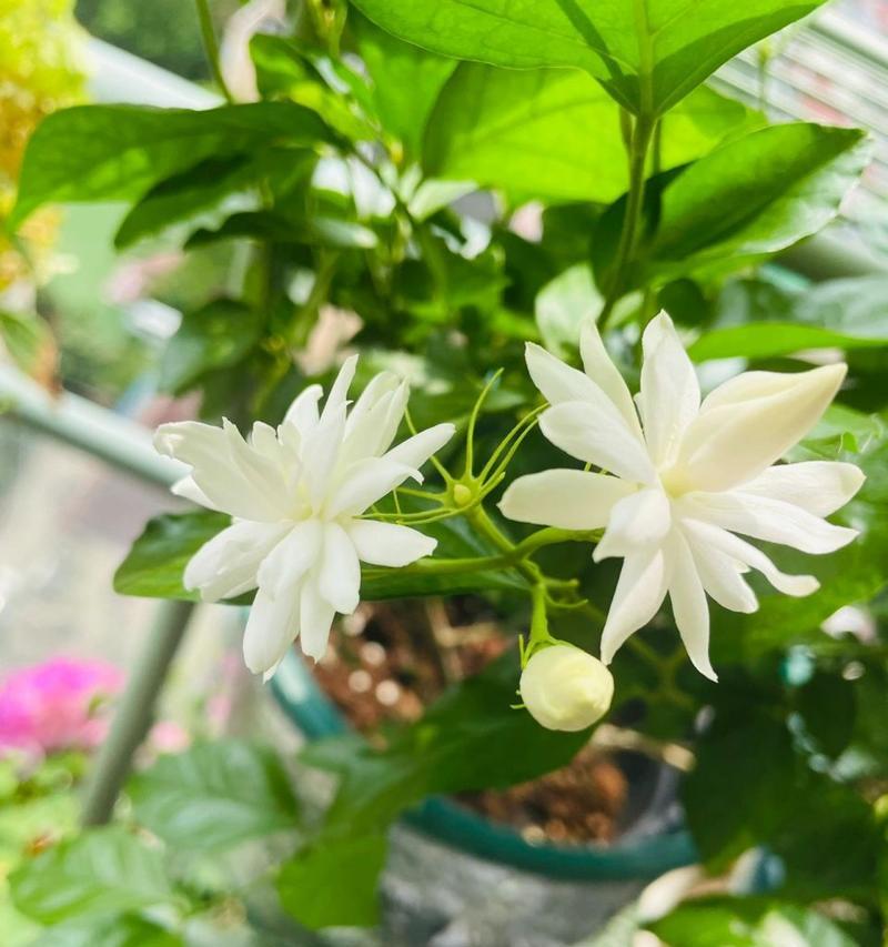 笔尖茉莉一年开几次花？花期月份与时间是什么时候？