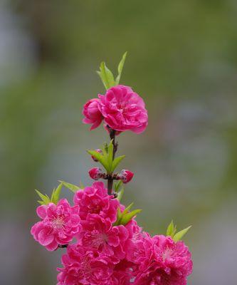 碧桃开花时间是几月？如何确定碧桃的开花季节？