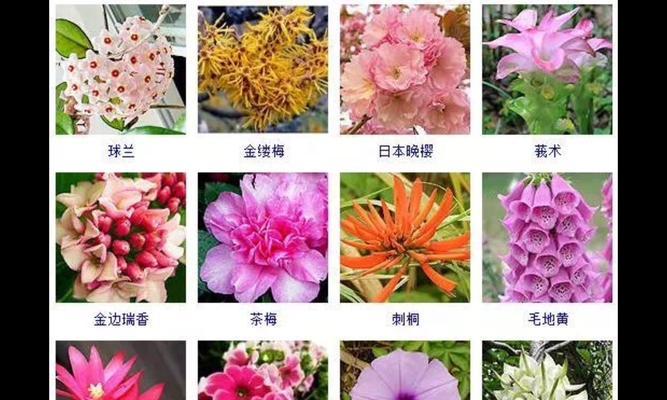 碧玉浇水频率如何随季节变化？春夏秋冬浇水指南是什么？