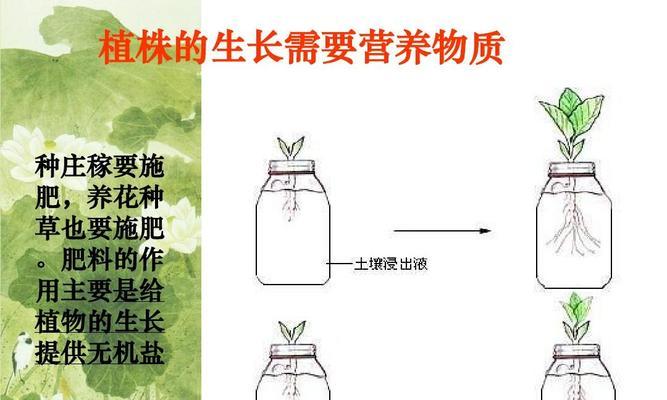 碧玉扦插的最佳时间是什么时候？具体操作步骤有哪些？