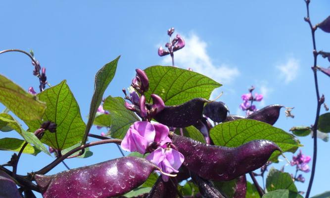 扁豆冬天会冻死吗？如何在寒冷季节保护扁豆植物？