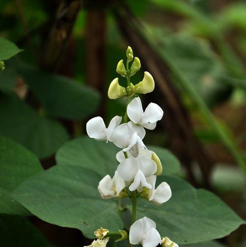 扁豆冬天会冻死吗？如何在寒冷季节保护扁豆植物？