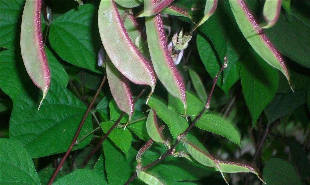 扁豆是多年生植物吗？扁豆的生长周期和特点是什么？