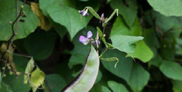 扁豆什么时候种植最好？种植后生长周期是多久？