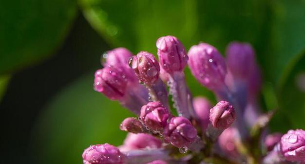 表示对不起的花花语是什么？如何正确表达歉意？